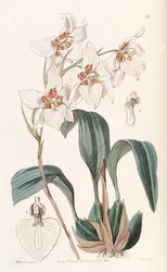 Rhynchostele cervantesii（syn。Odontoglossum cervantesiiとして）